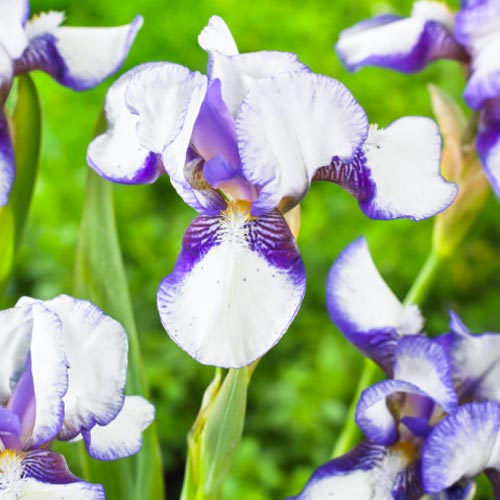 Ирис карликовый Дженни Грэйс изображение 1 артикул 67211