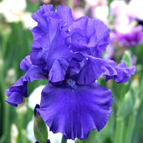 Ирис карликовый Индиан Лайт изображение 1 артикул 67210