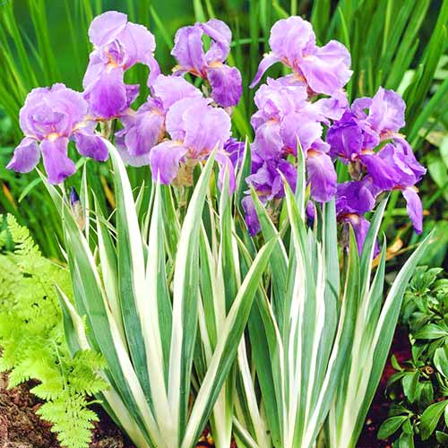 Ирис карликовый Вариегате изображение 1 артикул 76534