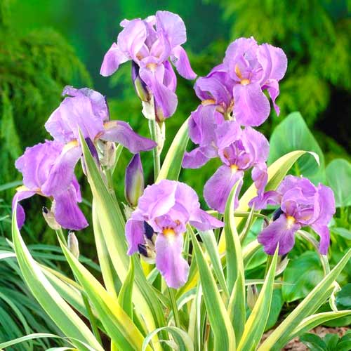 Ирис Паллида Вариегата артикул фото 1 Ирис Паллида Вариегата изображение 1 артикул 70421