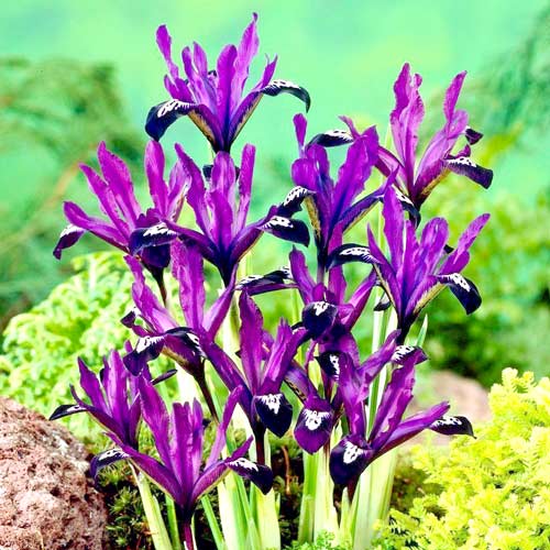 Ирис сетчатый Пурпл Джем изображение 1 артикул 67382