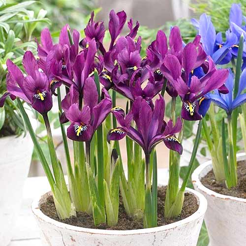 Ирис сетчатый Джей Эс Дийт изображение 1 артикул 70225