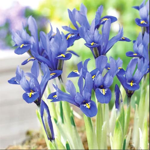 Ирис сетчатый Гордон изображение 1 артикул 67604