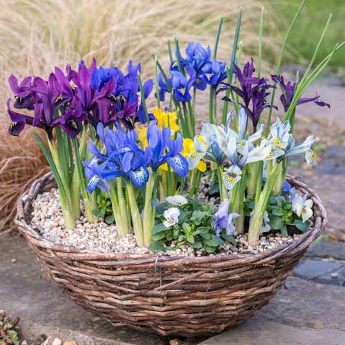 Ирис сетчатый, микс изображение 1 артикул 68116