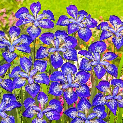 Ирис сибирский Ай си Старз изображение 2 артикул 61008