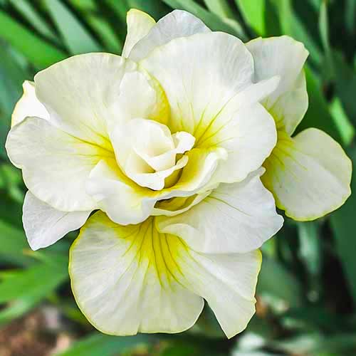 Ирис сибирский Дабл Плей артикул фото 1 Ирис сибирский Дабл Плей изображение 1 артикул 70420