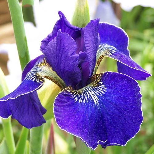 Ирис сибирский Голден Эдж артикул фото 1 Ирис сибирский Голден Эдж изображение 1 артикул 61009