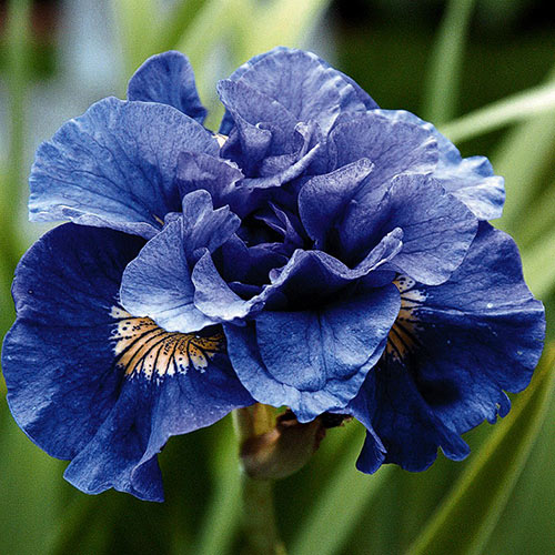Ирис сибирский Конкорд Кранч изображение 1 артикул 3232