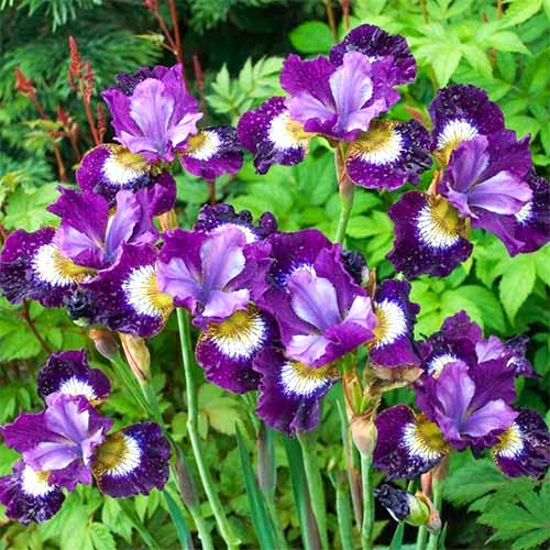 Ирис сибирский Контраст ин Стайлс изображение 2 артикул 61011