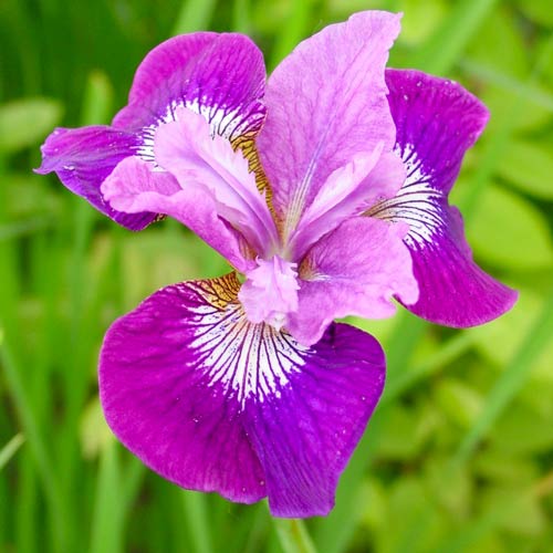 Ирис сибирский Леди Ванесса артикул фото 1 Ирис сибирский Леди Ванесса изображение 1 артикул 76536