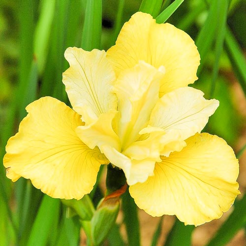 Ирис сибирский Саммер Ревелс артикул фото 1 Ирис сибирский Саммер Ревелс изображение 1 артикул 76537