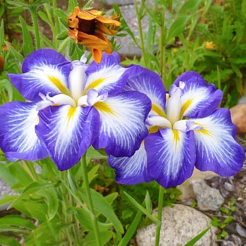 Ирис японский Густо изображение 1 артикул 76289