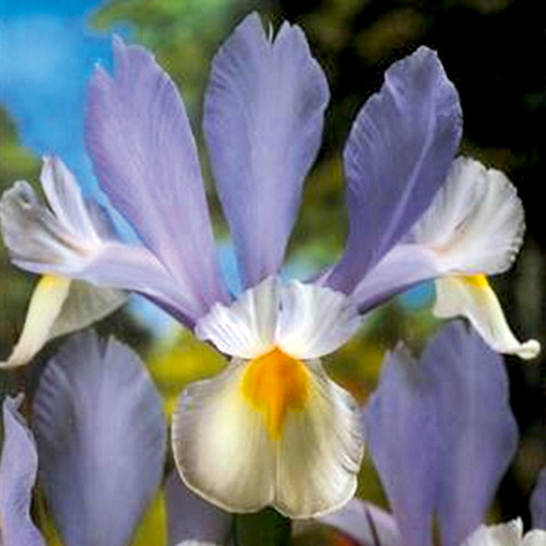 Ирисы Сильвер бюти изображение 1 артикул 2947