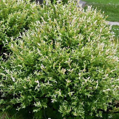 Ива цельнолистная Хакуро-Нишики артикул фото 1 Ива цельнолистная Хакуро-Нишики изображение 1 артикул 9575