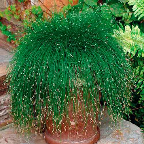 Изолепис поникший Лайв Вайр артикул фото 1 Изолепис поникший Лайв Вайр изображение 1 артикул 66306