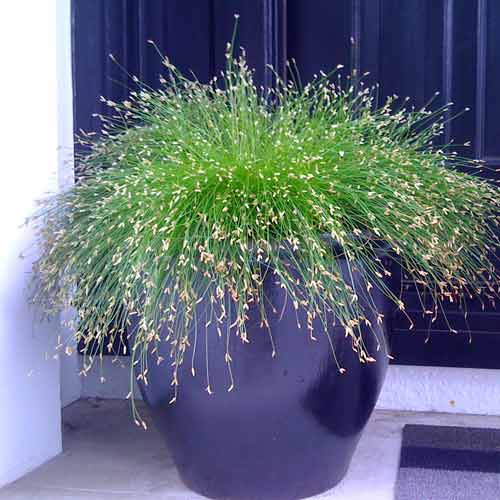 Изолепис поникший Лайв Вайр артикул фото 2 Изолепис поникший Лайв Вайр изображение 2 артикул 66306