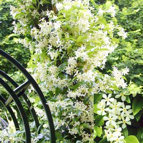 Жасмин звездчатый артикул фото 1 Жасмин звездчатый изображение 1 артикул 2585