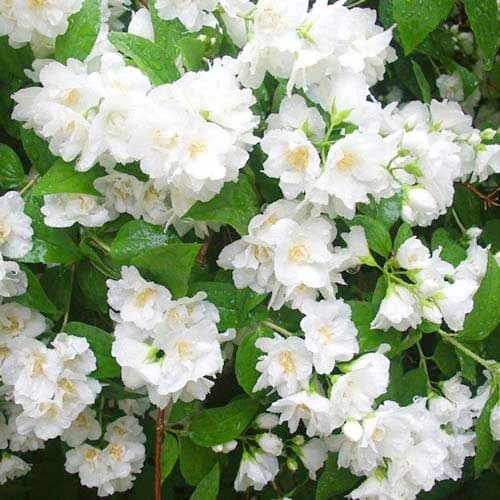 Жасмин (чубушник) Мон Блан изображение 1 артикул 9108