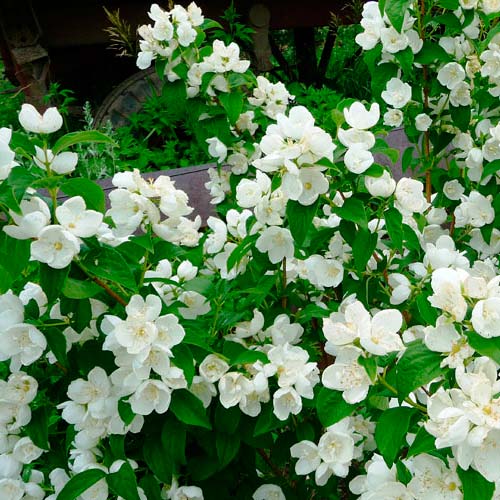 Жасмин крупноцветный изображение 2 артикул 2527