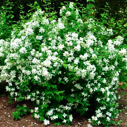 Жасмин крупноцветный изображение 3 артикул 2527