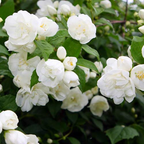 Жасмин садовый (чубушник) Джирандоль изображение 1 артикул 01092