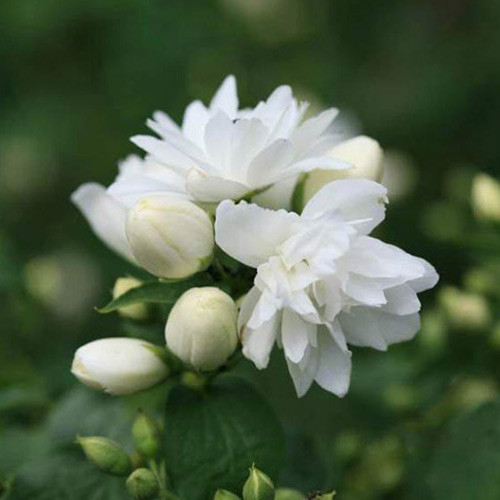 Жасмин садовый (чубушник) Шнеештурм артикул фото 1 Жасмин садовый (чубушник) Шнеештурм изображение 1 артикул 01096