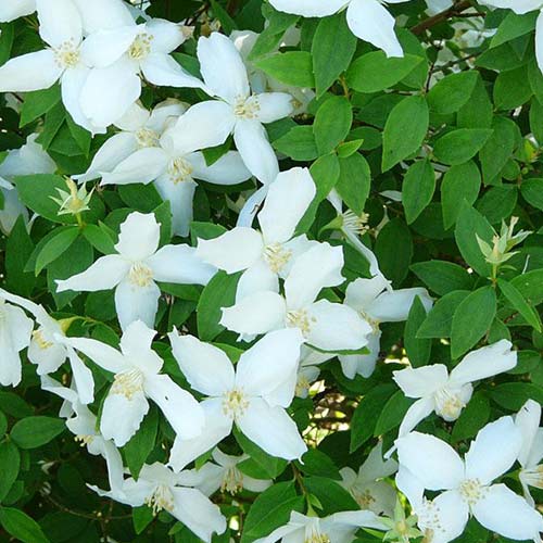 Жасмин садовый (чубушник) Силберреген артикул фото 1 Жасмин садовый (чубушник) Силберреген изображение 1 артикул 01095
