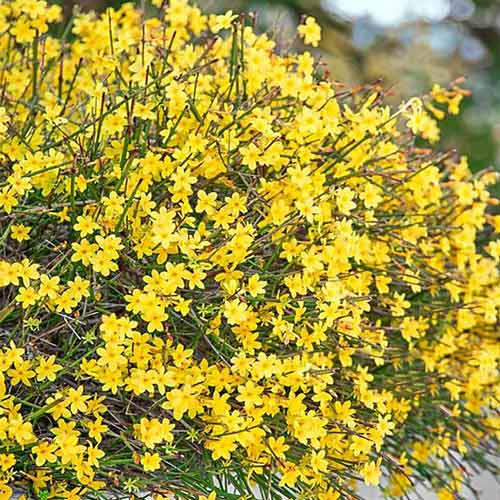 Жасмин зимний артикул фото 1 Жасмин зимний изображение 1 артикул 3956