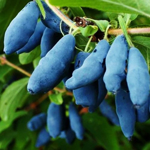 Жимолость Амфора изображение 1 артикул 9303