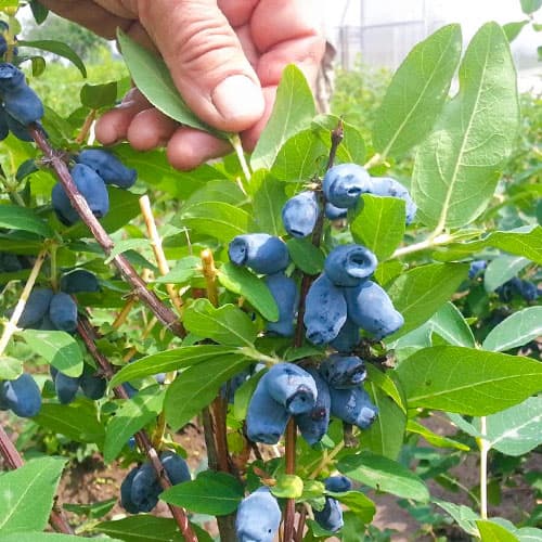 Жимолость Бакчарский Великан изображение 1 артикул 9304