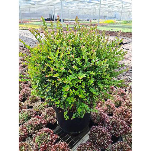 Жимолость блестящая Коппер Глоу изображение 1 артикул 4006