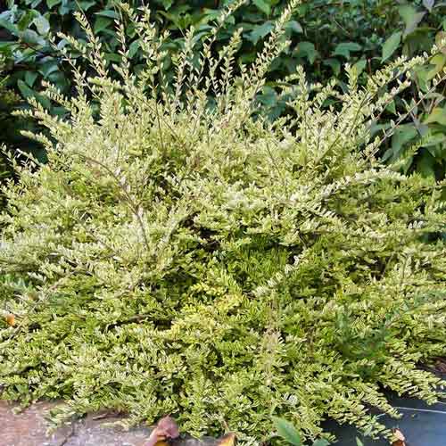 Жимолость блестящая Лемон Бьюти изображение 1 артикул 9524