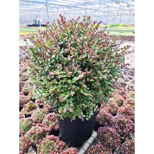 Жимолость блестящая Пурпл Мист изображение 1 артикул 4008