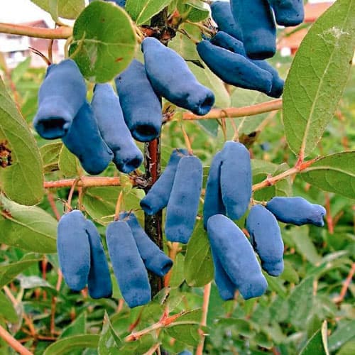 Жимолость Дуэт артикул фото 1 Жимолость Дуэт изображение 1 артикул 9227