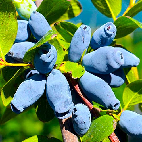 Жимолость Камчатская изображение 1 артикул 5735