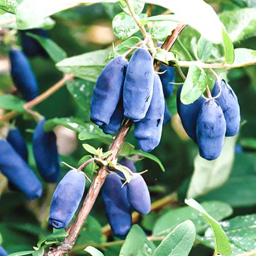 Жимолость Сибирячка изображение 1 артикул 9272