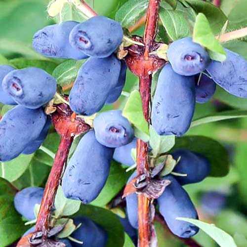 Жимолость Синеглазка изображение 1 артикул 9228