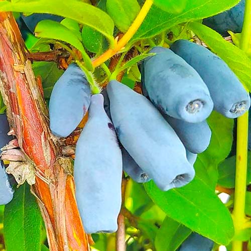 Жимолость Викинг изображение 1 артикул 5734