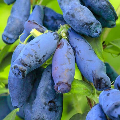 Жимолость Волшебница артикул фото 1 Жимолость Волшебница изображение 1 артикул 9305