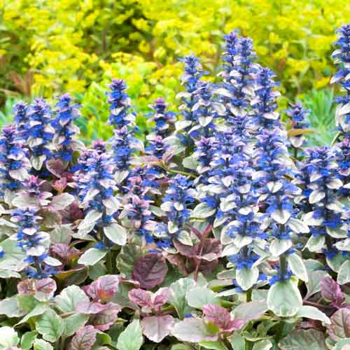 Живучка Бургунди Глоу изображение 1 артикул 68671