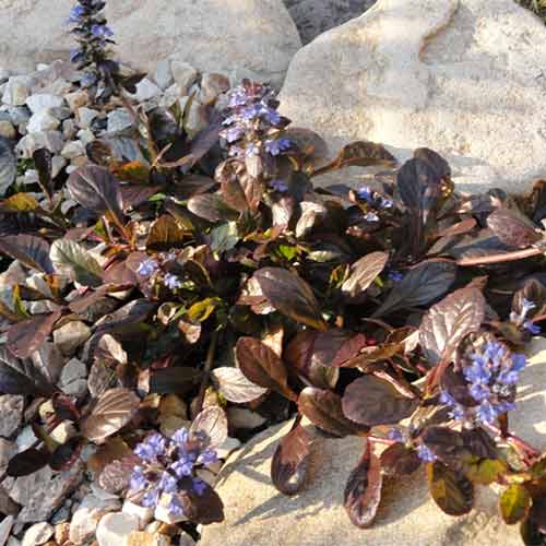 Живучка ползучая Эди изображение 1 артикул 01344