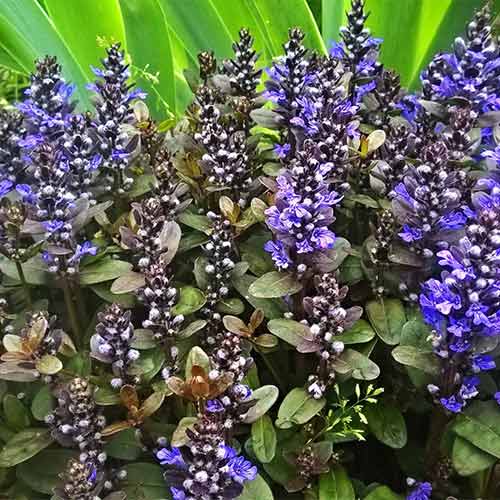 Живучка ползучая Шоколад Чип изображение 1 артикул 01343