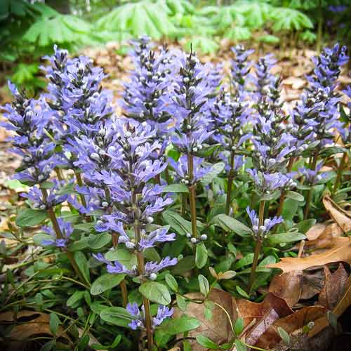 Живучка ползучая изображение 1 артикул 68911