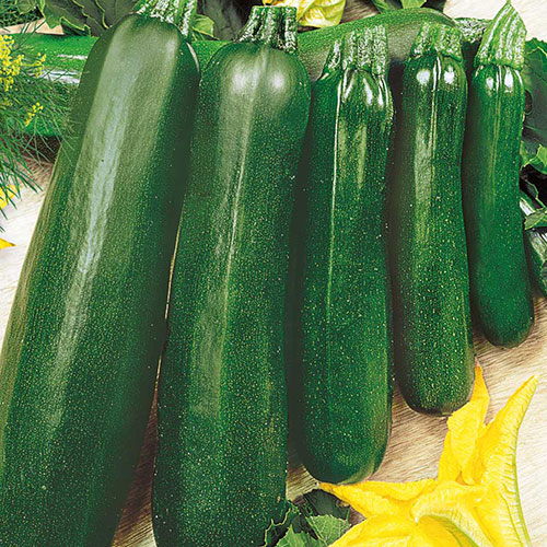 Кабачок Пират Premium Seeds изображение 1 артикул 83748