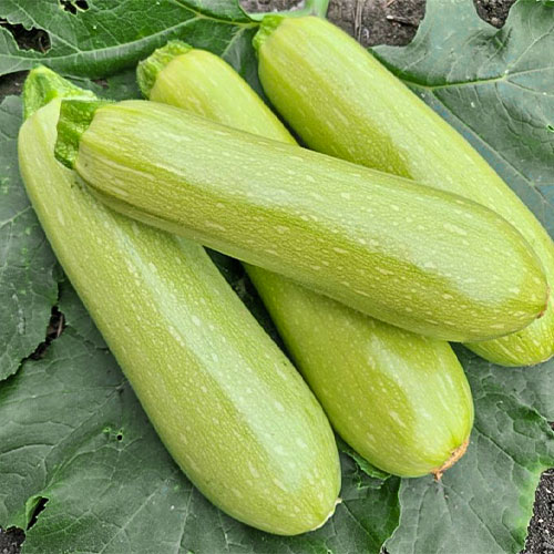 Кабачок Русский деликатес Уральский дачник изображение 1 артикул 78407