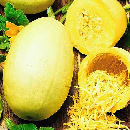 Кабачок спагетти Порционный F1 артикул фото 1 Кабачок спагетти Порционный F1 изображение 1 артикул 65333