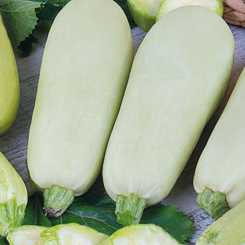 Кабачок Внучок Premium Seeds изображение 1 артикул 83745