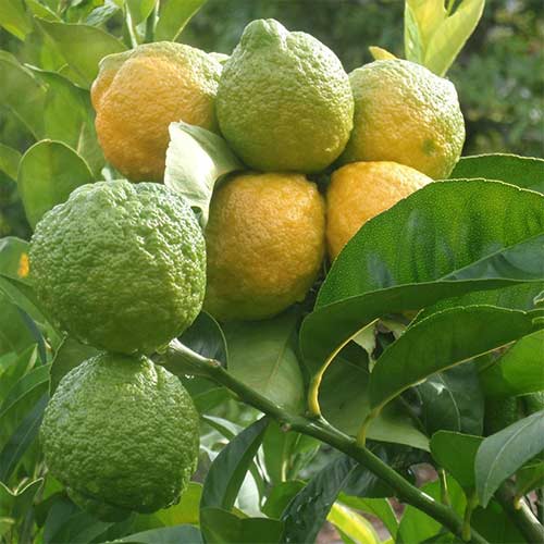 Каффир лайм (Папеда ежеиглистая) изображение 1 артикул 01236