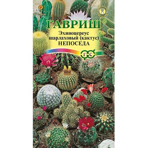 Кактус (эхиноцереус) Непоседа, смесь окрасок Гавриш изображение 1 артикул 92061