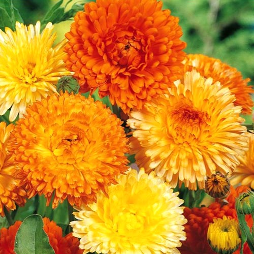 Календула Принц Оранский, семена изображение 1 артикул 9821_1